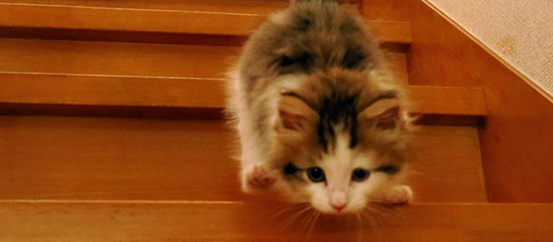 シックハウス対策で人もペットも喜ぶ家